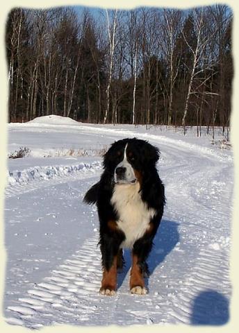 Bouvier Bernois - Bernese Mountain Dog - Prince