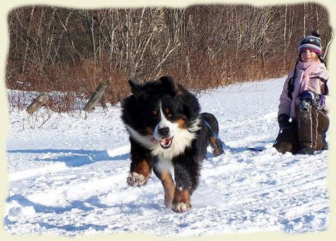 Bouvier Bernois - Bernese Mountain Dog - Prince