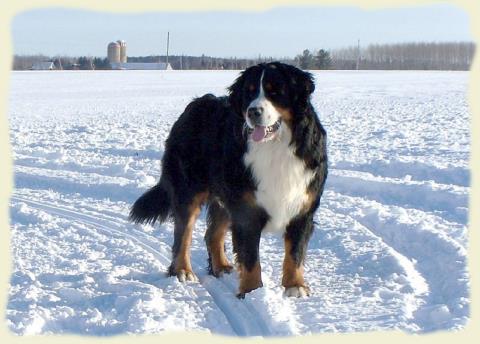 Bouvier Bernois - Bernese Mountain Dog - Prince