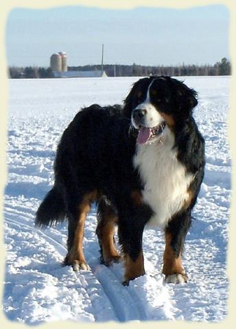 Bouvier Bernois - Bernese Mountain Dog - Prince