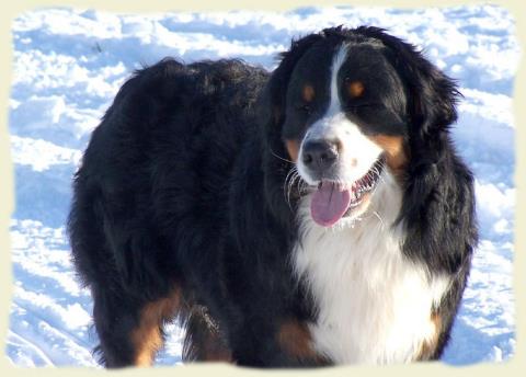 Bouvier Bernois - Bernese Mountain Dog - Prince