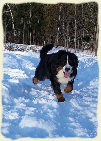 Bouvier Bernois - Bernese Mountain Dog - Prince