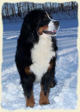 Bouvier Bernois - Bernese Mountain Dog - Prince