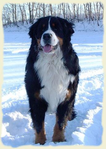 Bouvier Bernois - Bernese Mountain Dog - Prince