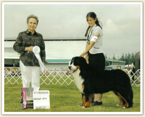 Bouvier Bernois - Bernese Mountain Dog - Prince