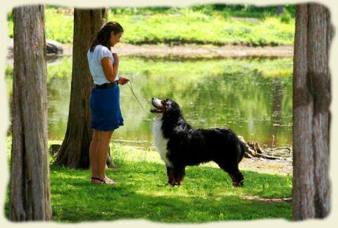 Bouvier Bernois - Bernese Mountain Dog - Prince