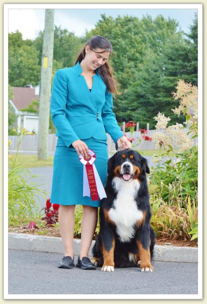 Bouvier Bernois - Bernese Mountain Dog - Prince