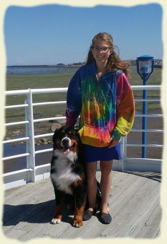 Bouvier Bernois - Bernese Mountain Dog - Prince