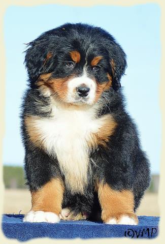 Bouvier Bernois - Bernese Mountain Dog - Prince