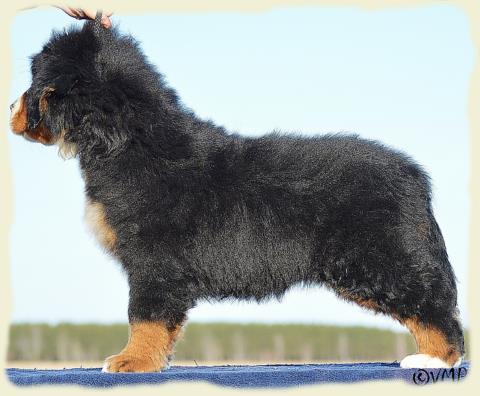 Bouvier Bernois - Bernese Mountain Dog - Prince