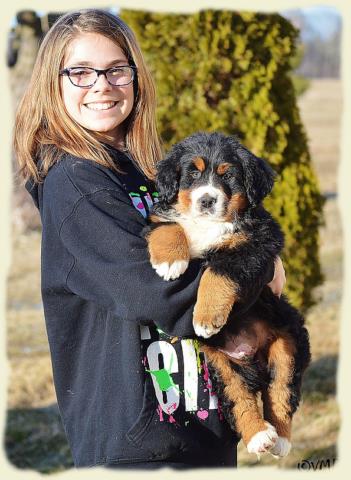 Bouvier Bernois - Bernese Mountain Dog - Prince