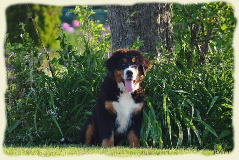 Bouvier Bernois - Bernese Mountain Dog - Prince