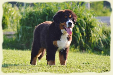 Bouvier Bernois - Bernese Mountain Dog - Prince