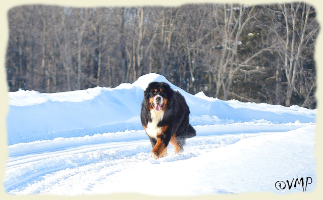 Bouvier Bernois - Bernese Mountain Dog -Prince