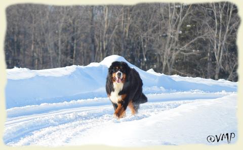 Bouvier Bernois - Bernese Mountain Dog - Prince