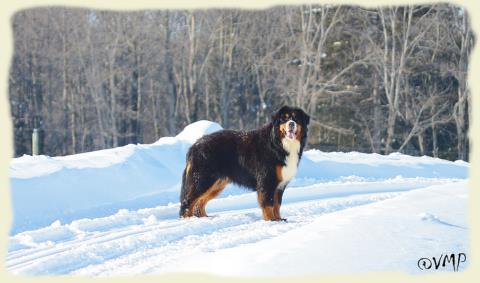 Bouvier Bernois - Bernese Mountain Dog - Prince