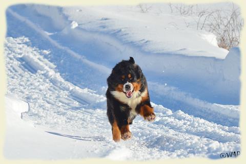 Bouvier Bernois - Bernese Mountain Dog - Prince