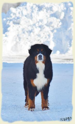 Bouvier Bernois - Bernese Mountain Dog - Prince