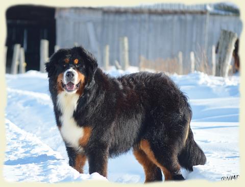 Bouvier Bernois - Bernese Mountain Dog - Prince