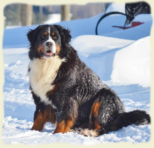 Bouvier Bernois - Bernese Mountain Dog 