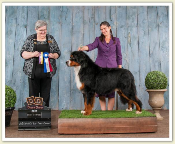 Bouvier Bernois - Bernese Mountain Dog - Prince