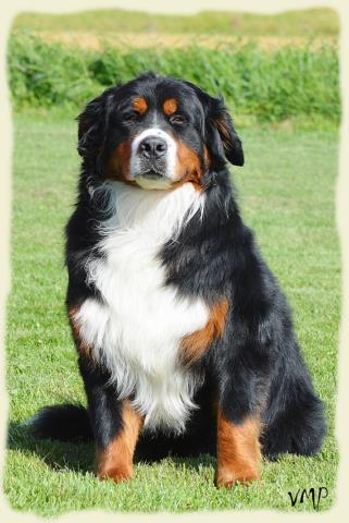 Bouvier Bernois - Bernese Mountain Dog - Prince