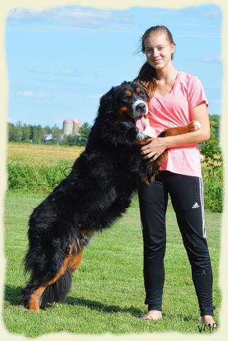 Bouvier Bernois - Bernese Mountain Dog - Prince