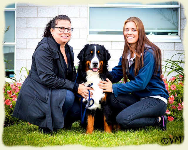 Bouvier Bernois - Bernese Mountain Dog -Prince