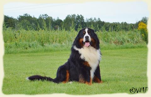 Bouvier Bernois - Bernese Mountain Dog - Prince