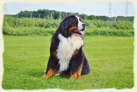 Bouvier Bernois - Bernese Mountain Dog - Prince