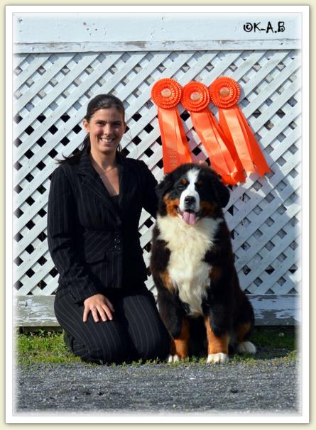 Bouvier Bernois - Bernese Mountain Dog - Prince