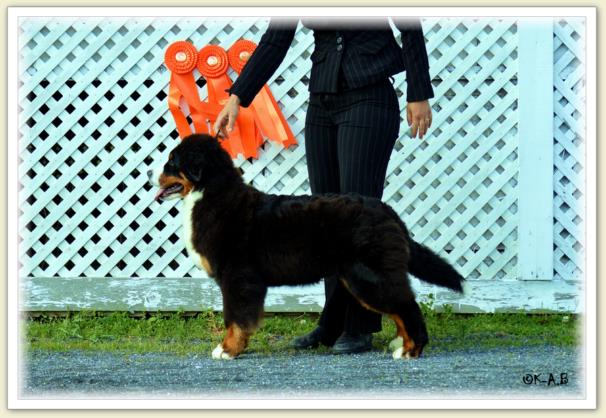 Bouvier Bernois - Bernese Mountain Dog - Prince