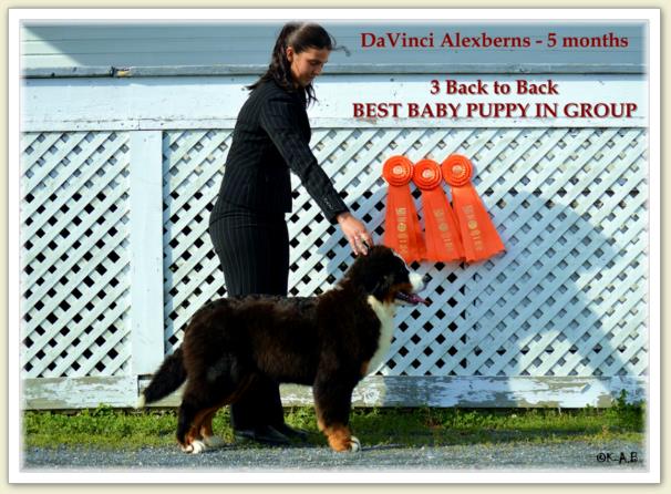 Bouvier Bernois - Bernese Mountain Dog - Prince