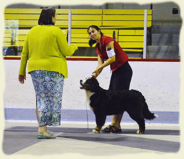 Bouvier Bernois - Bernese Mountain Dog - Prince