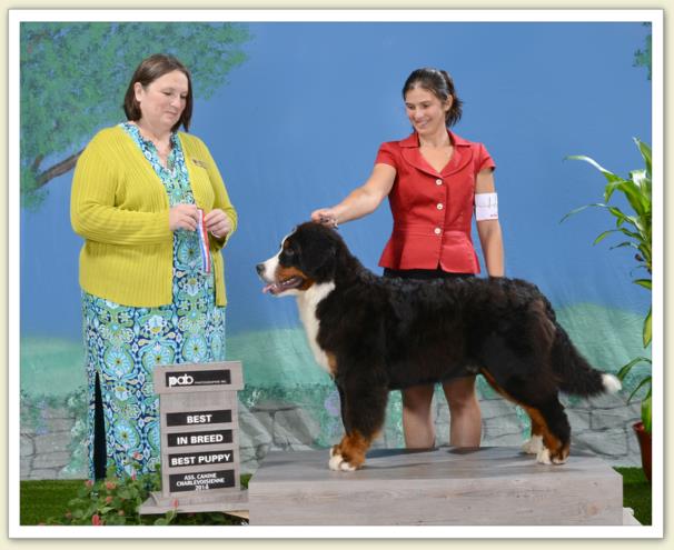 Bouvier Bernois - Bernese Mountain Dog - Prince