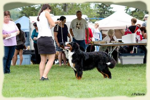 Bouvier Bernois - Bernese Mountain Dog - Prince