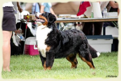 Bouvier Bernois - Bernese Mountain Dog - Prince