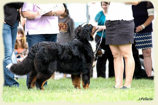 Bouvier Bernois - Bernese Mountain Dog - Prince