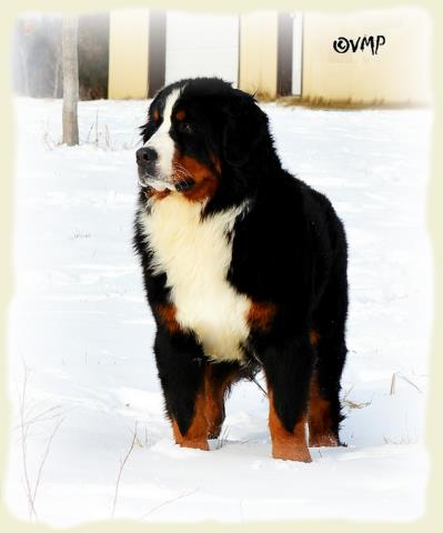 Bouvier Bernois - Bernese Mountain Dog - Prince