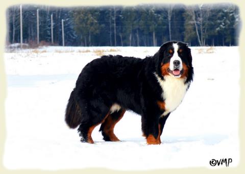 Bouvier Bernois - Bernese Mountain Dog - Prince