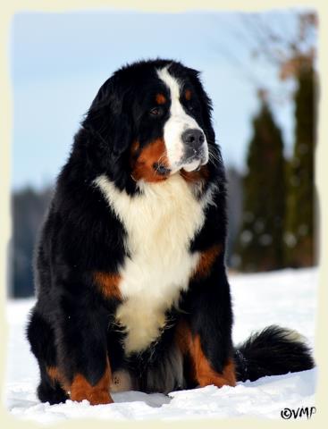 Bouvier Bernois - Bernese Mountain Dog - Prince