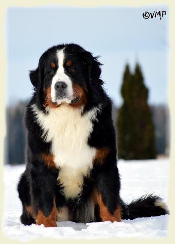 Bouvier Bernois - Bernese Mountain Dog - Prince