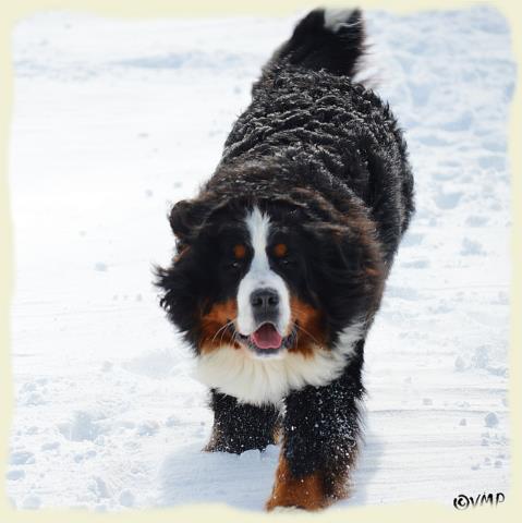 Bouvier Bernois - Bernese Mountain Dog - Prince