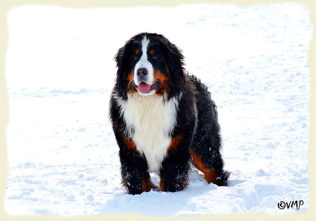 Bouvier Bernois - Bernese Mountain Dog -Prince