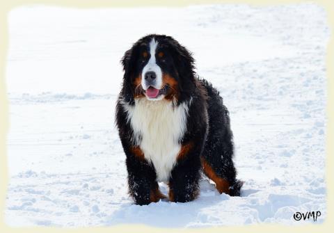 Bouvier Bernois - Bernese Mountain Dog - Prince