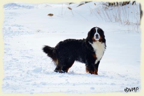 Bouvier Bernois - Bernese Mountain Dog - Prince