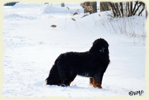 Bouvier Bernois - Bernese Mountain Dog - Prince