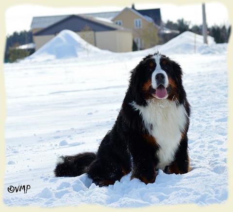 Bouvier Bernois - Bernese Mountain Dog - Prince