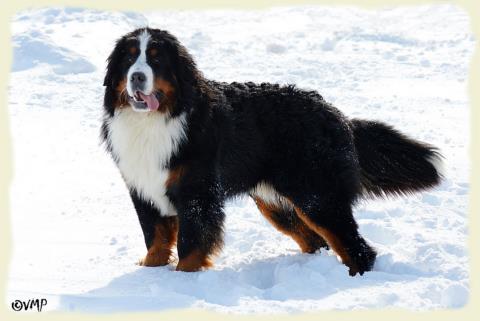 Bouvier Bernois - Bernese Mountain Dog - Prince