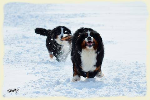 Bouvier Bernois - Bernese Mountain Dog - Prince